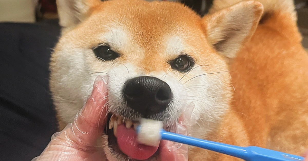 犬の歯垢対策の歯磨き