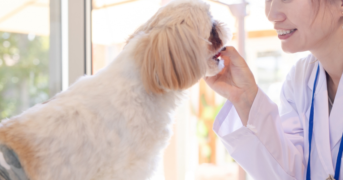 犬の歯茎を診察する