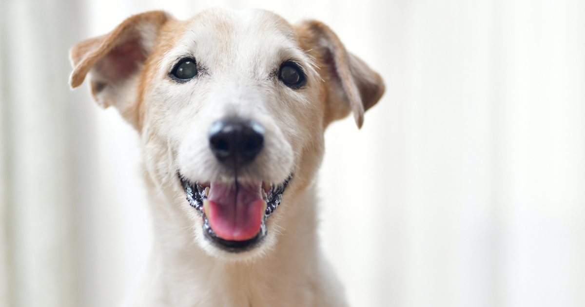 腸活で元気な老犬の笑顔