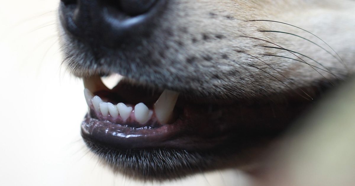 歯周病がありそうな犬の画像