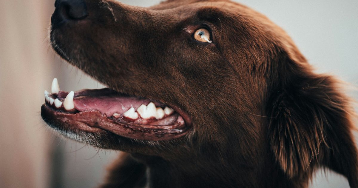 歯磨きを嫌がる犬の画像