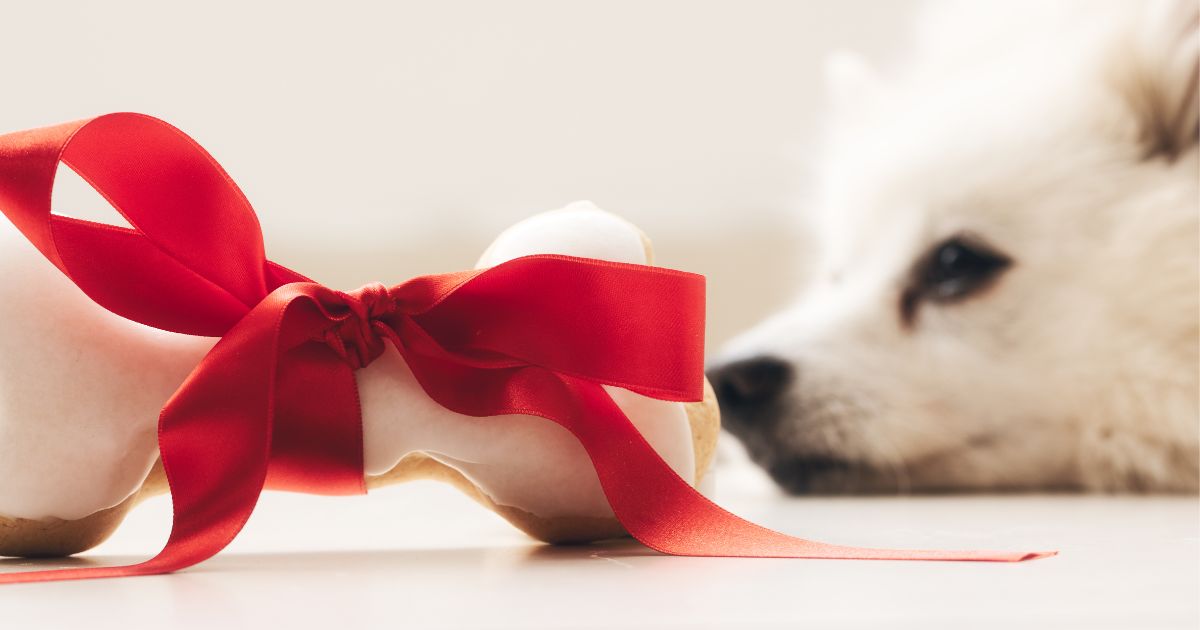 愛犬が1番喜ぶプレゼントはなに？失敗しない選び方やおすすめのギフトを紹介！