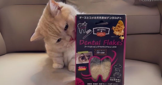 第3回：繊細な猫ちゃんにも。微粒子でパクパク食べてくれるケアフード【はじめてのQCHEFS】