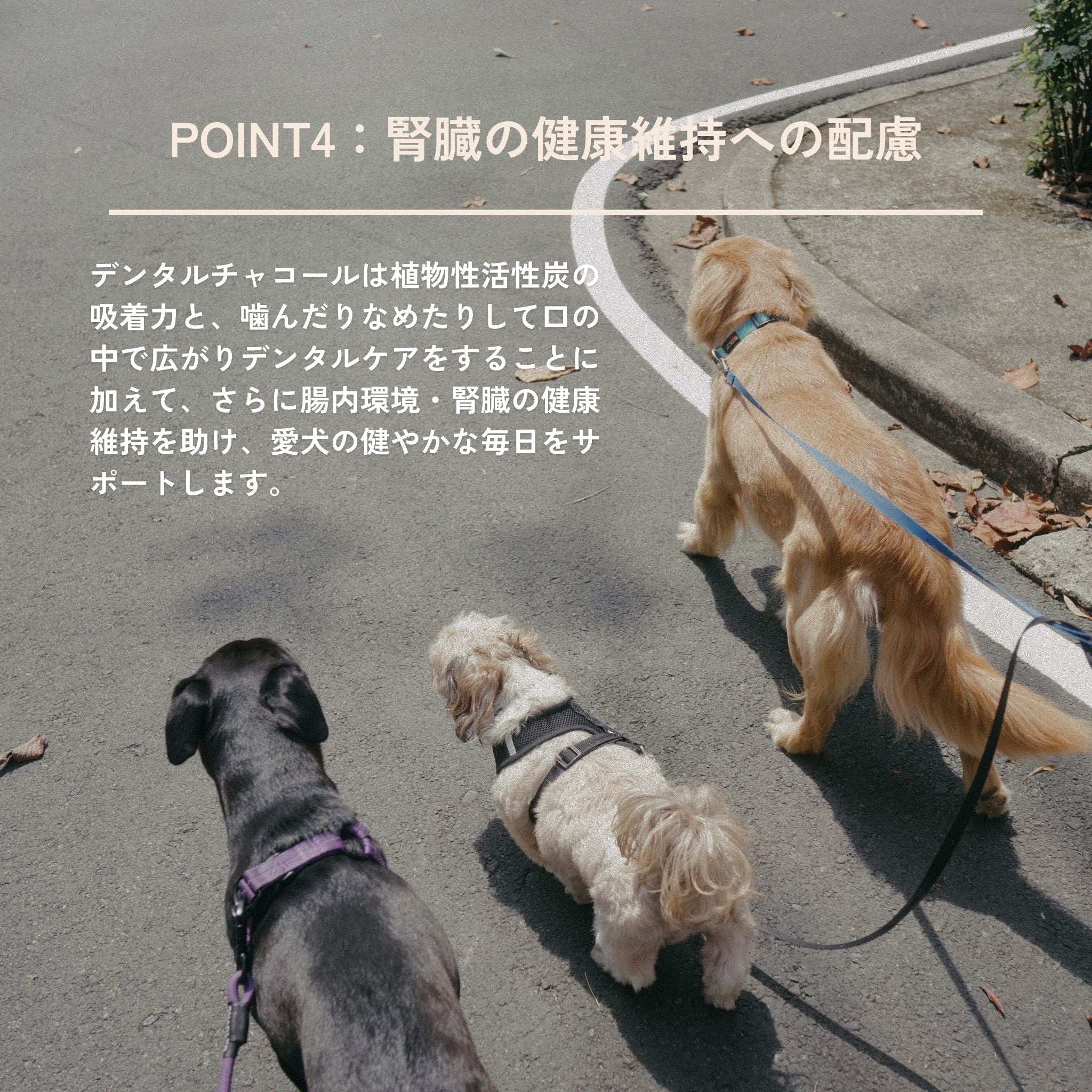 【定期便で送料無料】2袋セット Dental Charcoal for dogs（犬用デンタルチャコール）