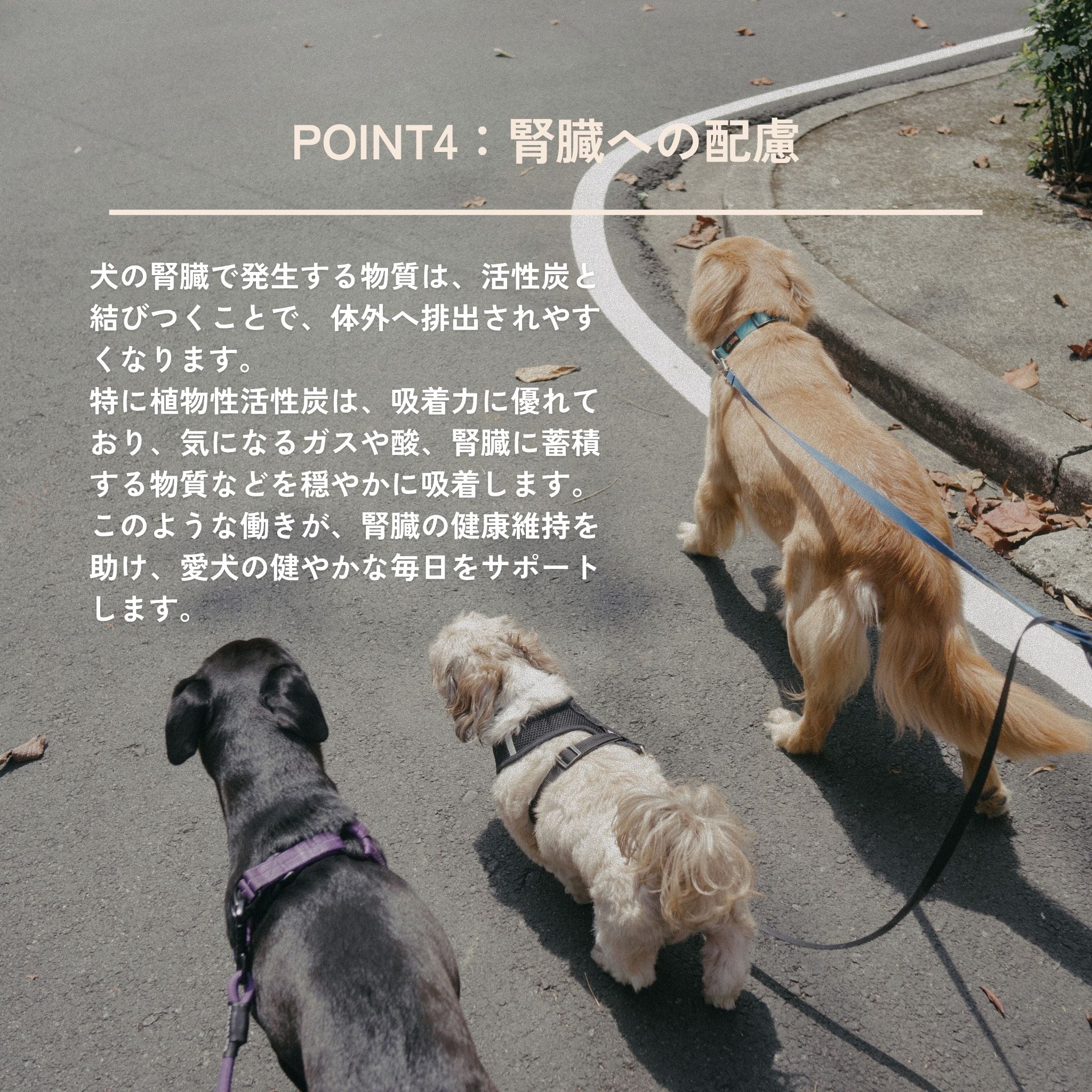 Dental Charcoal for dogs（犬用デンタルチャコール） | QCHEFS（キューシェフス）