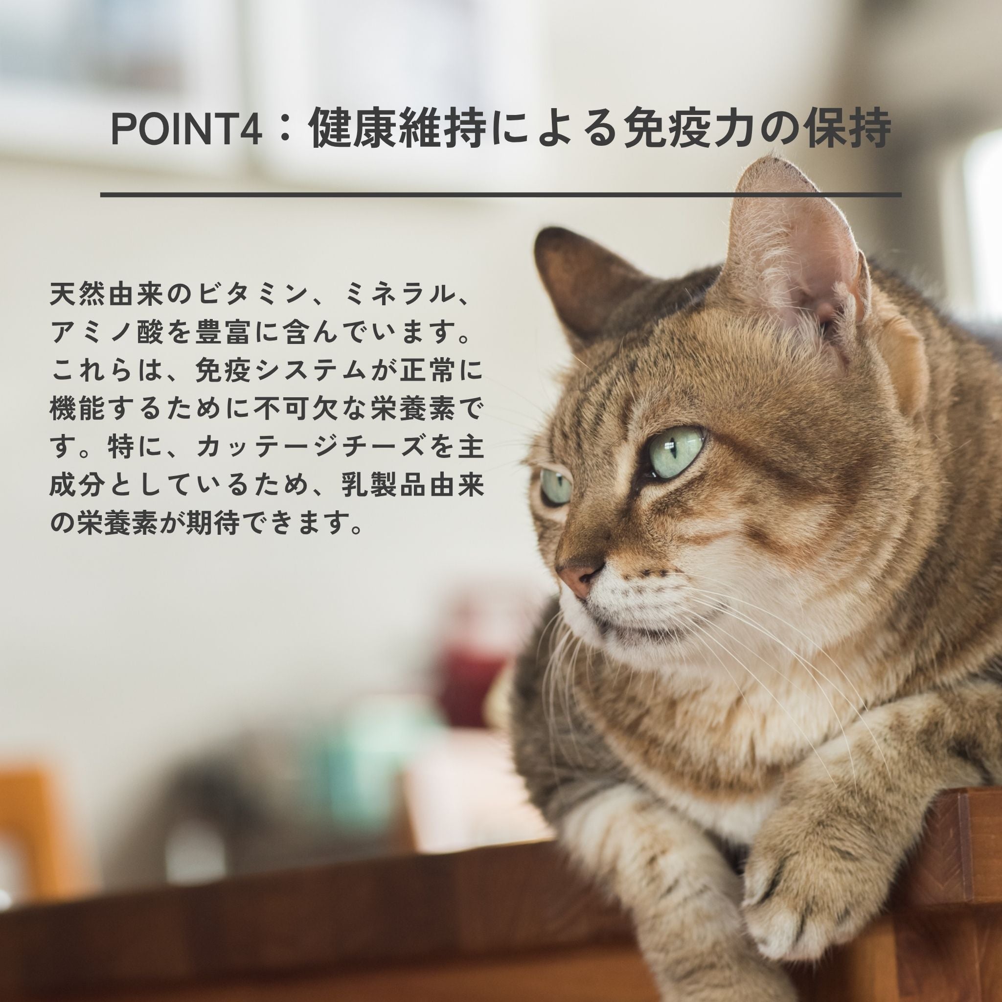 Dental Charcoal for cats 猫用デンタルチャコール-チーズ素材のフード